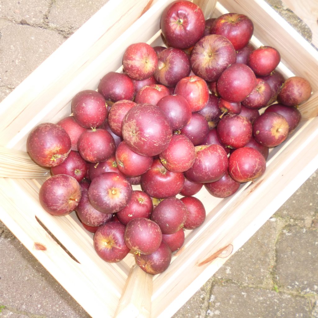 aeblehoestioktober