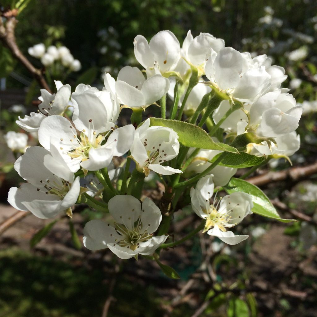 blomstrrendefrugttraer